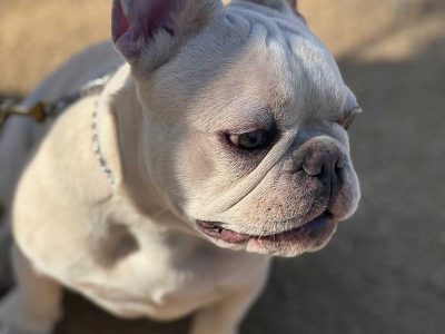 French Bulldog Agility Training