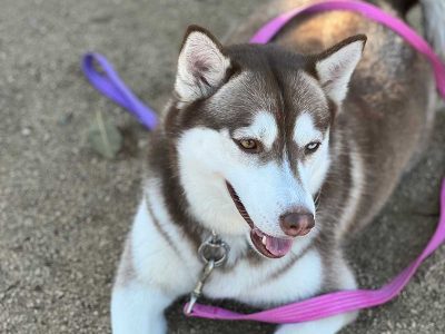 Husky Agility Training