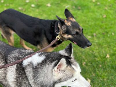 K9 Husky Training