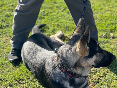 K9 Obedience Trick Training